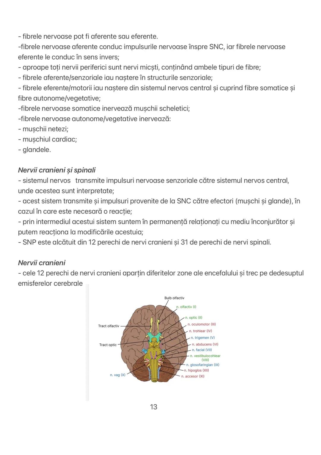 Capitolul 11 # CAPITOLUL XI
ORGANIZAREA SISTEMULUI NERVOS
Sistemul nervos uman are două mari subdiviziuni:
1. Sistemul nervos central-SNC
2