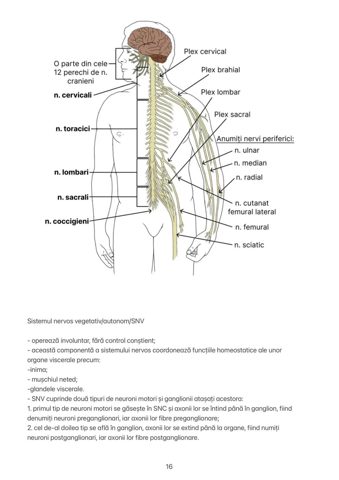 Capitolul 11 # CAPITOLUL XI
ORGANIZAREA SISTEMULUI NERVOS
Sistemul nervos uman are două mari subdiviziuni:
1. Sistemul nervos central-SNC
2