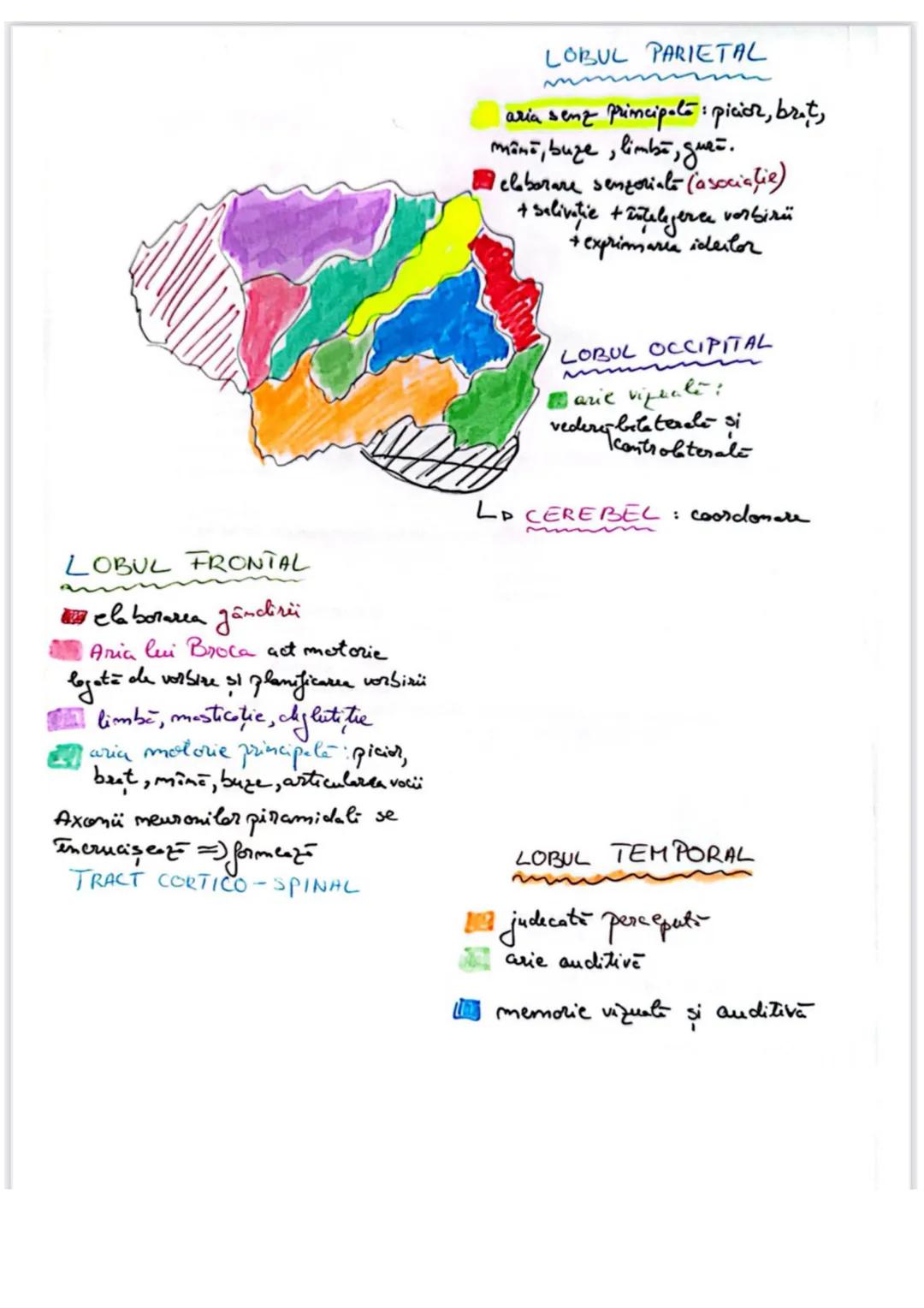 Capitolul 11 # CAPITOLUL XI
ORGANIZAREA SISTEMULUI NERVOS
Sistemul nervos uman are două mari subdiviziuni:
1. Sistemul nervos central-SNC
2