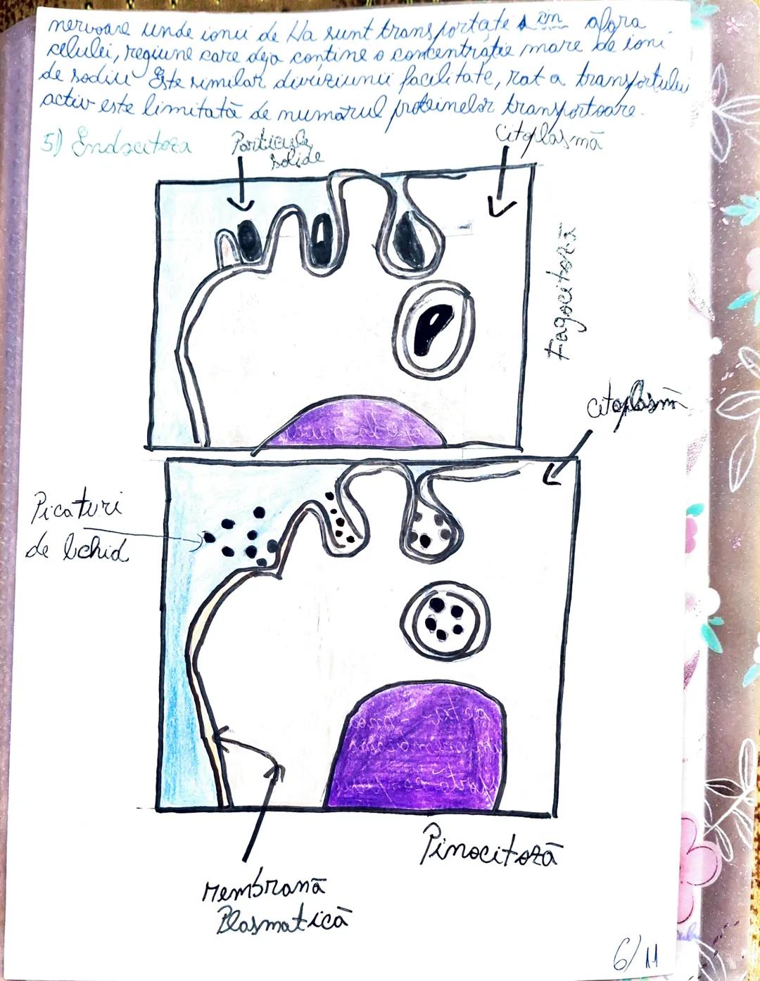 --- OCR Start ---
Similar organismelor vei, co
este cunoscut.
al biologuei
din celule. Acest concept es
un principiu de bază al.
Biblogia co