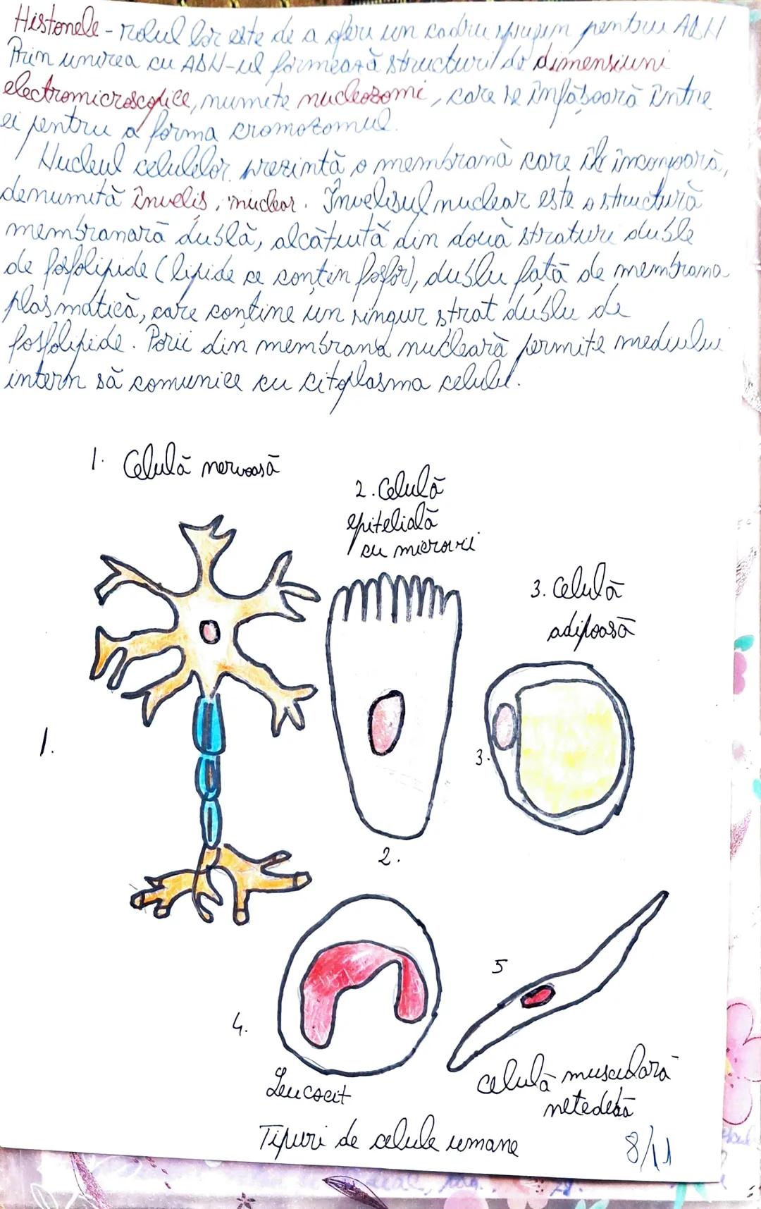 --- OCR Start ---
Similar organismelor vei, co
este cunoscut.
al biologuei
din celule. Acest concept es
un principiu de bază al.
Biblogia co