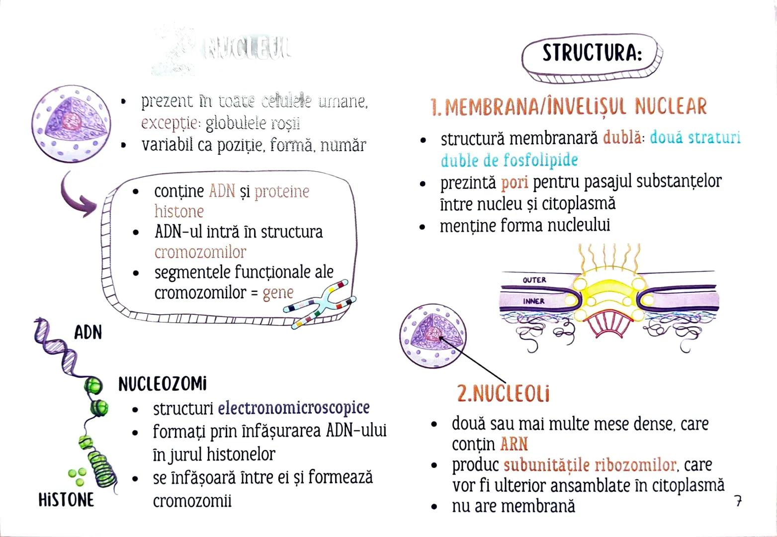 # MEDICINIST
to
# CELULELE ŞI
FIZIOLOGIA CELULARĂ --- OCR Start ---
Cele reprezinta un criteriu important de
Clasificare acorp. ismelor vii