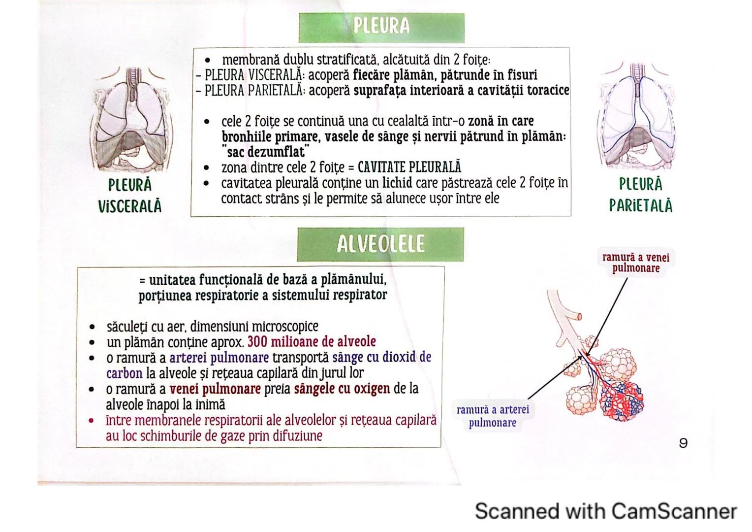 # MEDICINIST<sup>to be</sup>
SISTEMUL
RESPIRATOR
Scanned with CamScanner --- OCR Start ---
FARINGE
ORGANELE ȘI STRUCTURILE SISTEMULUI RESP