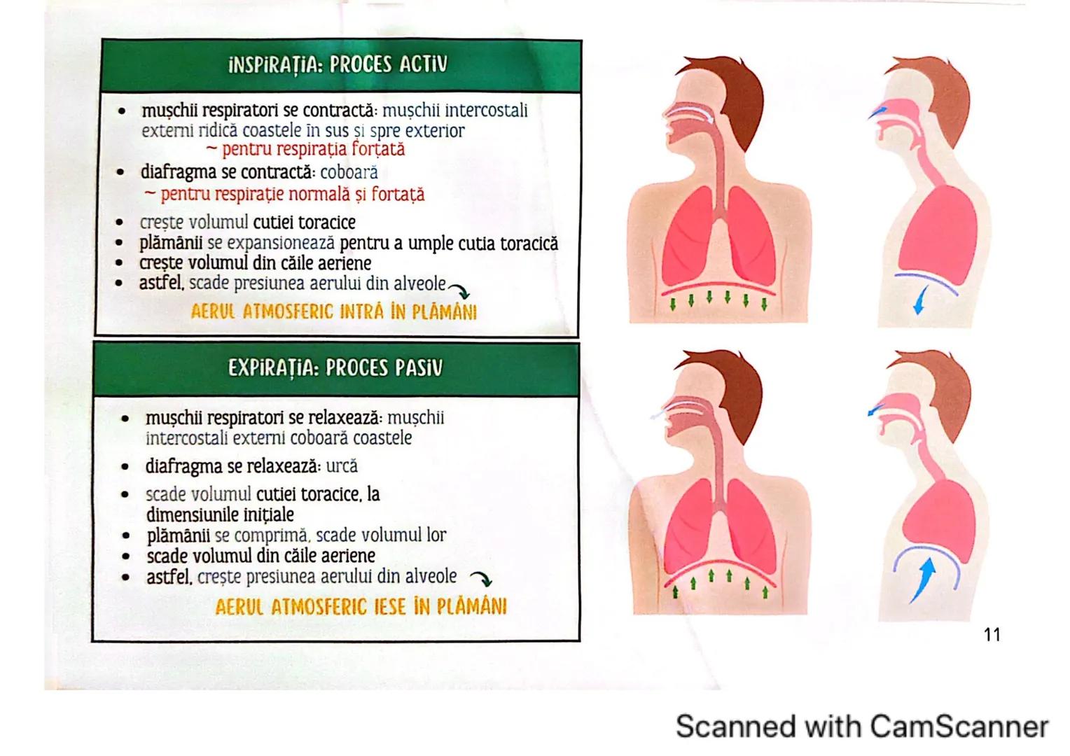# MEDICINIST<sup>to be</sup>
SISTEMUL
RESPIRATOR
Scanned with CamScanner --- OCR Start ---
FARINGE
ORGANELE ȘI STRUCTURILE SISTEMULUI RESP