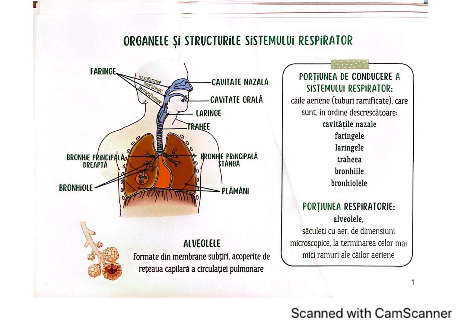 # MEDICINIST<sup>to be</sup>
SISTEMUL
RESPIRATOR
Scanned with CamScanner --- OCR Start ---
FARINGE
ORGANELE ȘI STRUCTURILE SISTEMULUI RESP