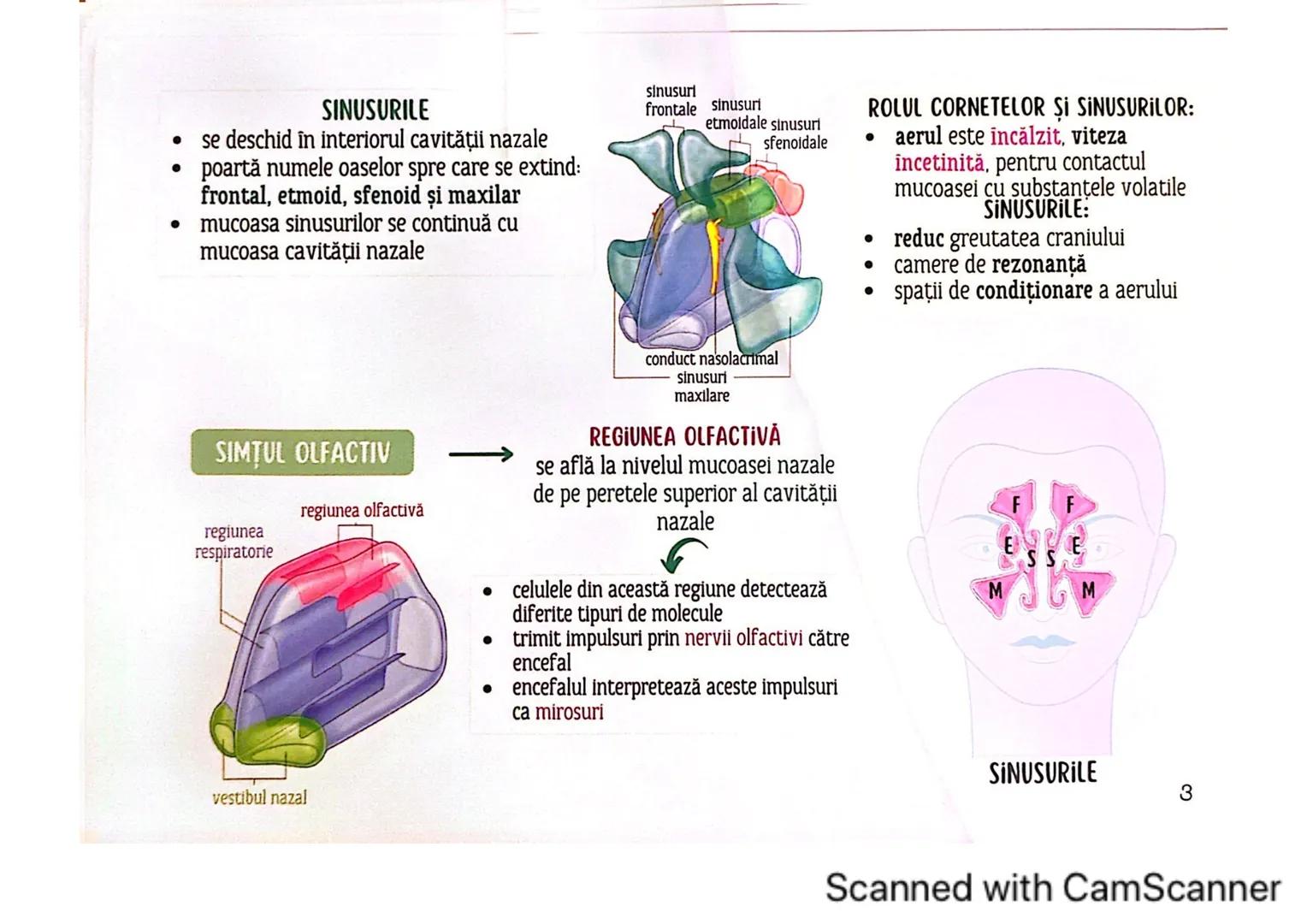 # MEDICINIST<sup>to be</sup>
SISTEMUL
RESPIRATOR
Scanned with CamScanner --- OCR Start ---
FARINGE
ORGANELE ȘI STRUCTURILE SISTEMULUI RESP