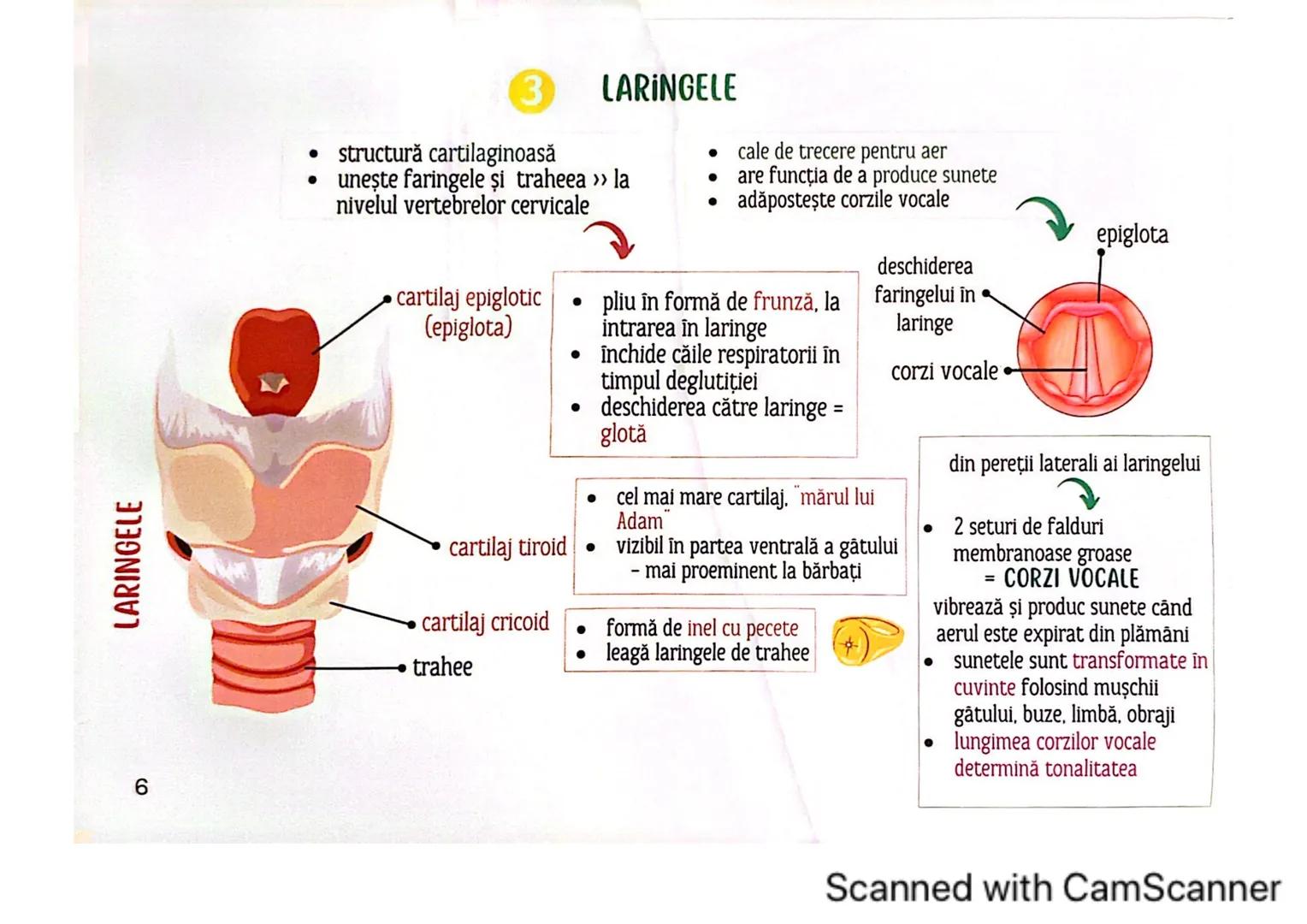 # MEDICINIST<sup>to be</sup>
SISTEMUL
RESPIRATOR
Scanned with CamScanner --- OCR Start ---
FARINGE
ORGANELE ȘI STRUCTURILE SISTEMULUI RESP