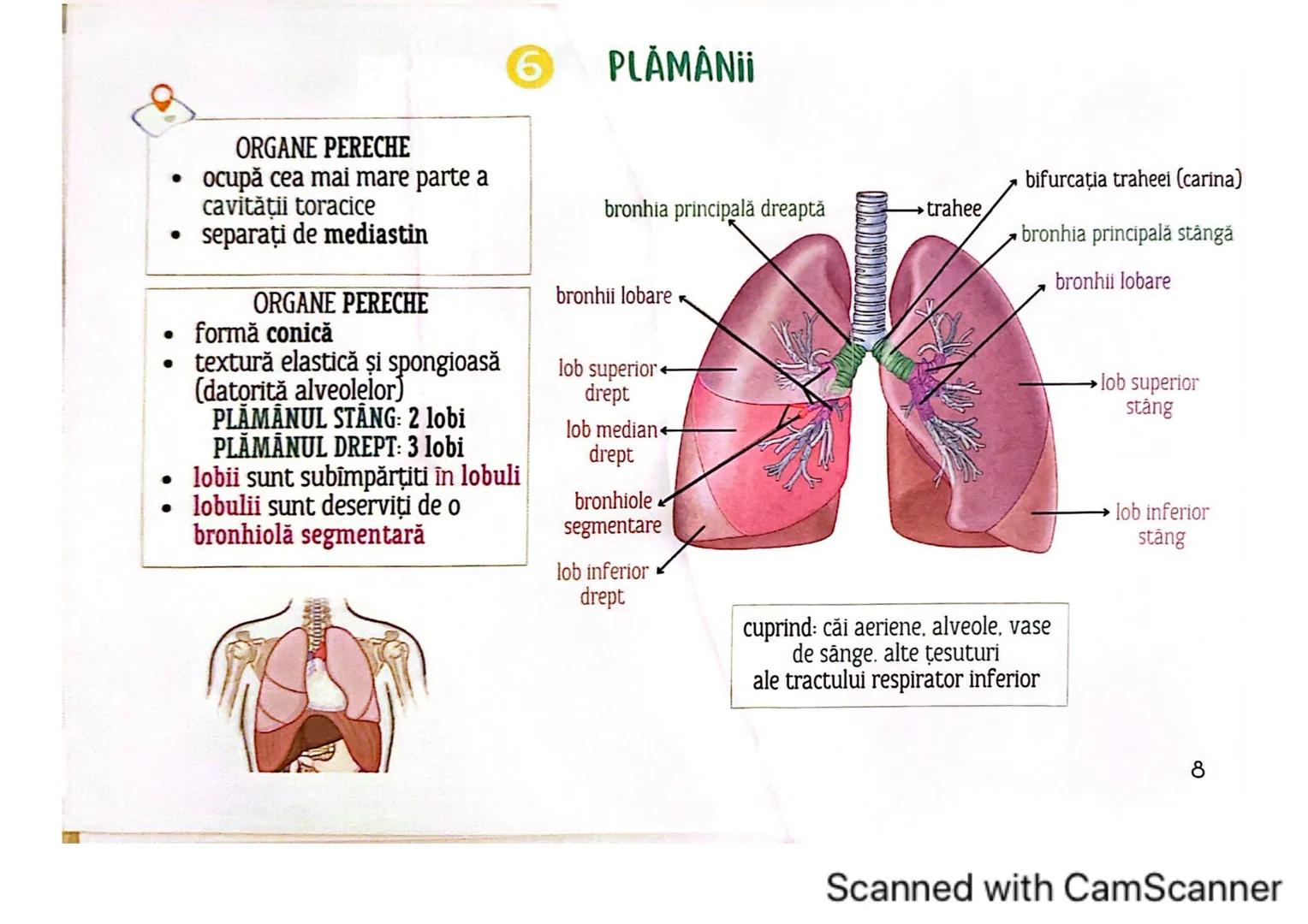# MEDICINIST<sup>to be</sup>
SISTEMUL
RESPIRATOR
Scanned with CamScanner --- OCR Start ---
FARINGE
ORGANELE ȘI STRUCTURILE SISTEMULUI RESP