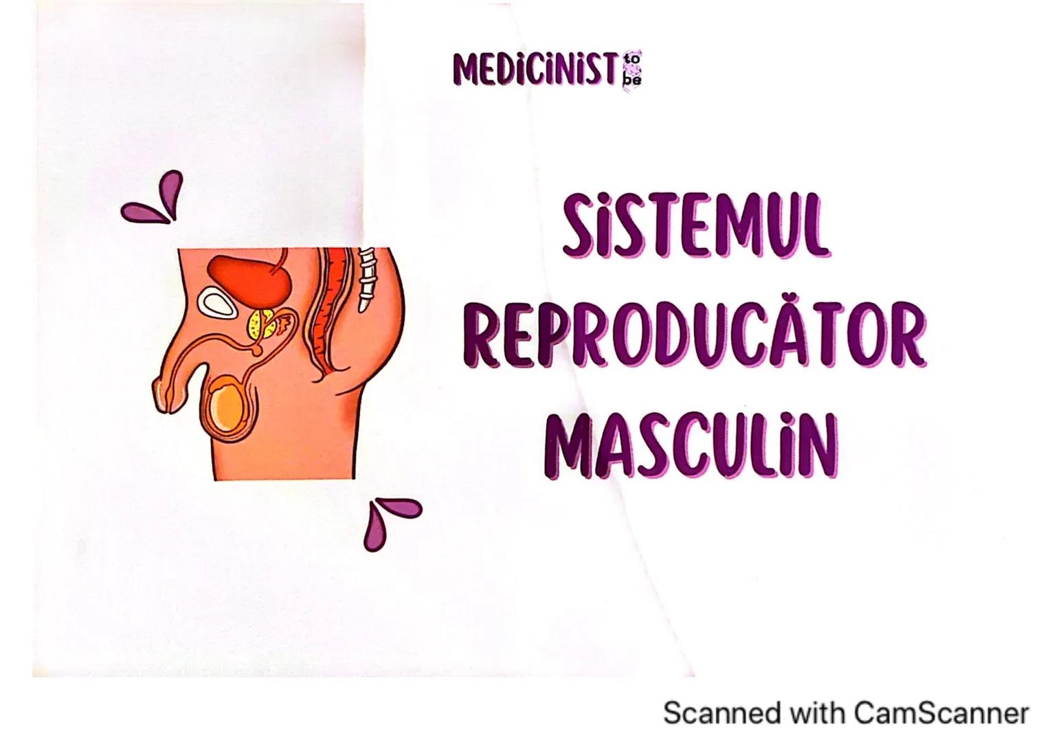 # MEDICINIST 
SISTEMUL
REPRODUCTOR
MASCULIN
Scanned with CamScanner --- OCR Start ---
ORGANELE REPRODUCĂTOARE
MASCULINE
• forma: ovalară,