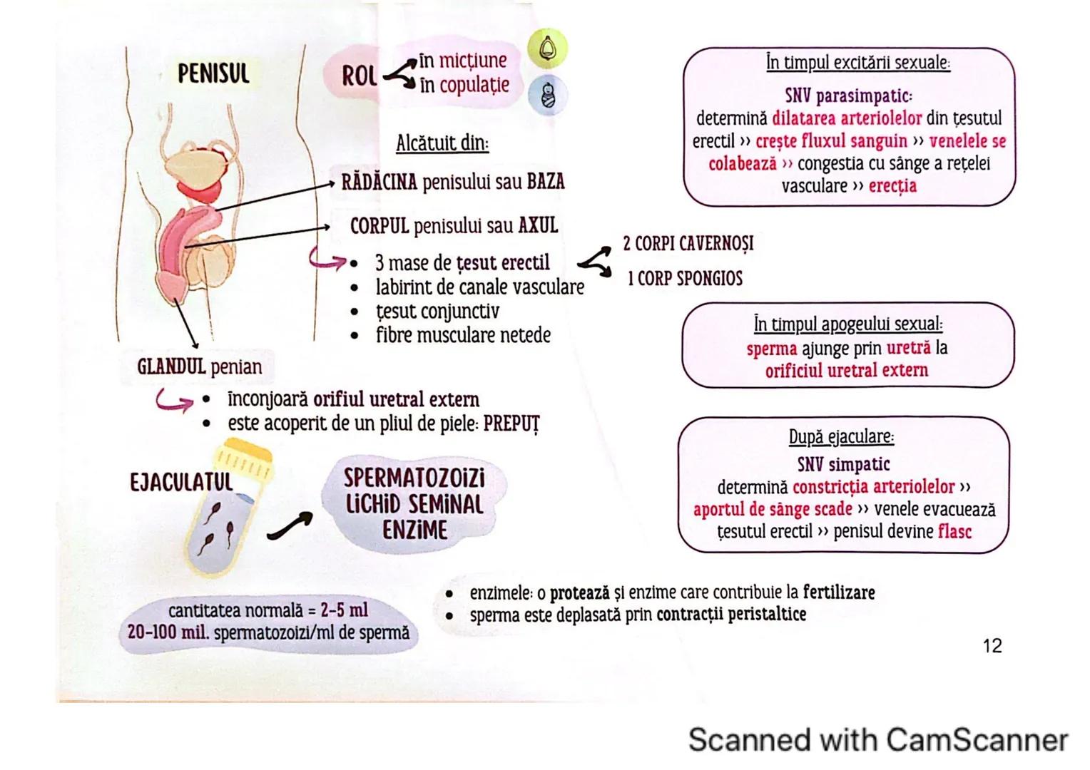# MEDICINIST 
SISTEMUL
REPRODUCTOR
MASCULIN
Scanned with CamScanner --- OCR Start ---
ORGANELE REPRODUCĂTOARE
MASCULINE
• forma: ovalară,