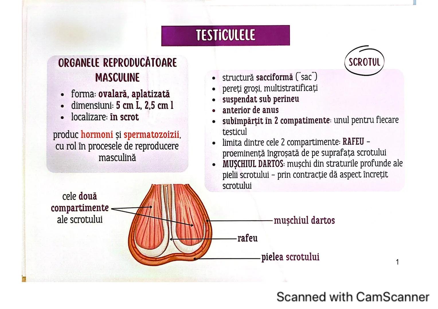 # MEDICINIST 
SISTEMUL
REPRODUCTOR
MASCULIN
Scanned with CamScanner --- OCR Start ---
ORGANELE REPRODUCĂTOARE
MASCULINE
• forma: ovalară,