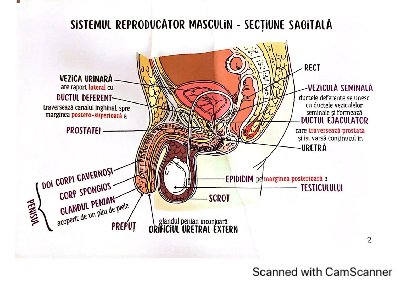 # MEDICINIST 
SISTEMUL
REPRODUCTOR
MASCULIN
Scanned with CamScanner --- OCR Start ---
ORGANELE REPRODUCĂTOARE
MASCULINE
• forma: ovalară,