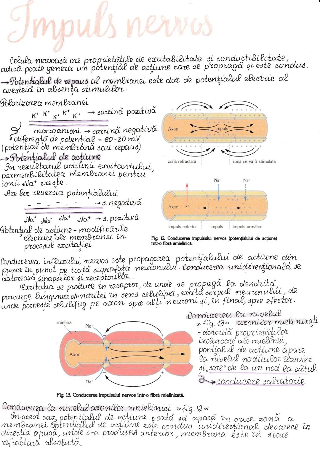 # Impuls nervos
Celula nervoasă are proprietatile de excitabilitate si conductibilitate,
adică poate genera un potential de acțiune care se