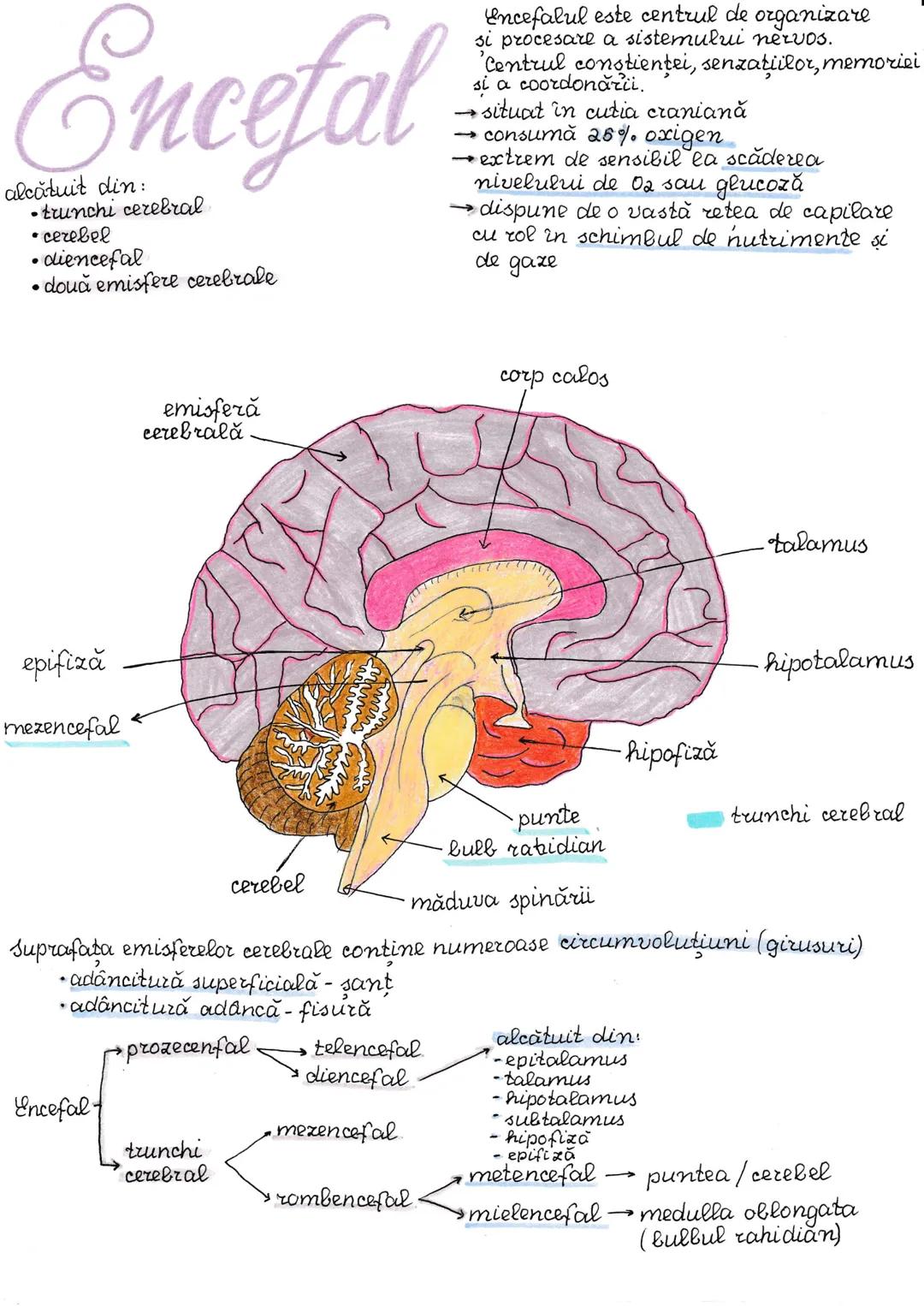 # Impuls nervos
Celula nervoasă are proprietatile de excitabilitate si conductibilitate,
adică poate genera un potential de acțiune care se