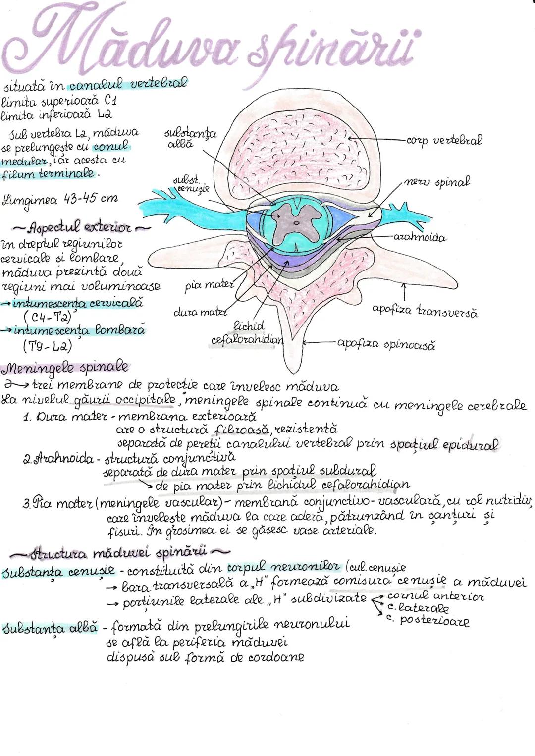 # Impuls nervos
Celula nervoasă are proprietatile de excitabilitate si conductibilitate,
adică poate genera un potential de acțiune care se