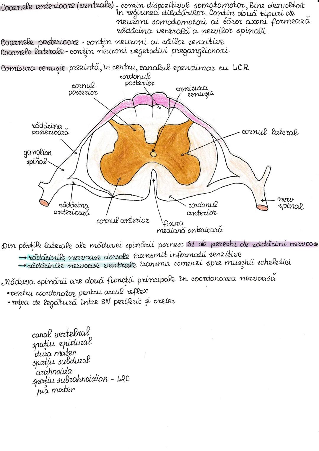 # Impuls nervos
Celula nervoasă are proprietatile de excitabilitate si conductibilitate,
adică poate genera un potential de acțiune care se