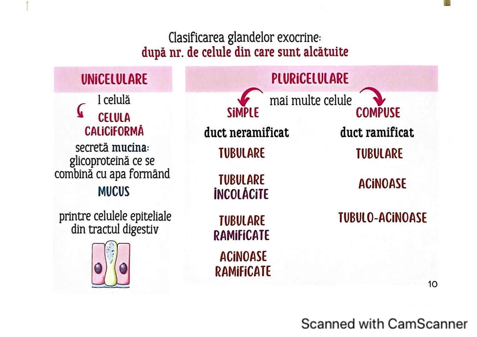 # MEDICINIST
# ȚESUTURILE
Scanned with CamScanner --- OCR Start ---
ȚESUTUL EPITELIAL
• acoperă suprafața corpului
căptușește cavități
une