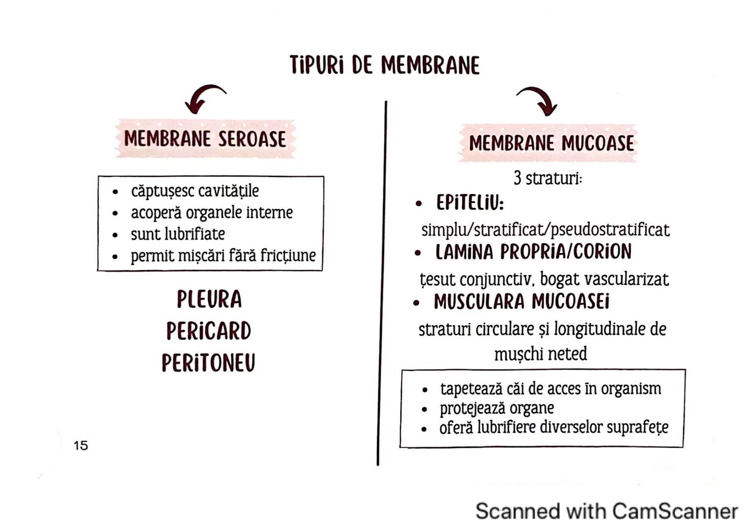 # MEDICINIST
# ȚESUTURILE
Scanned with CamScanner --- OCR Start ---
ȚESUTUL EPITELIAL
• acoperă suprafața corpului
căptușește cavități
une