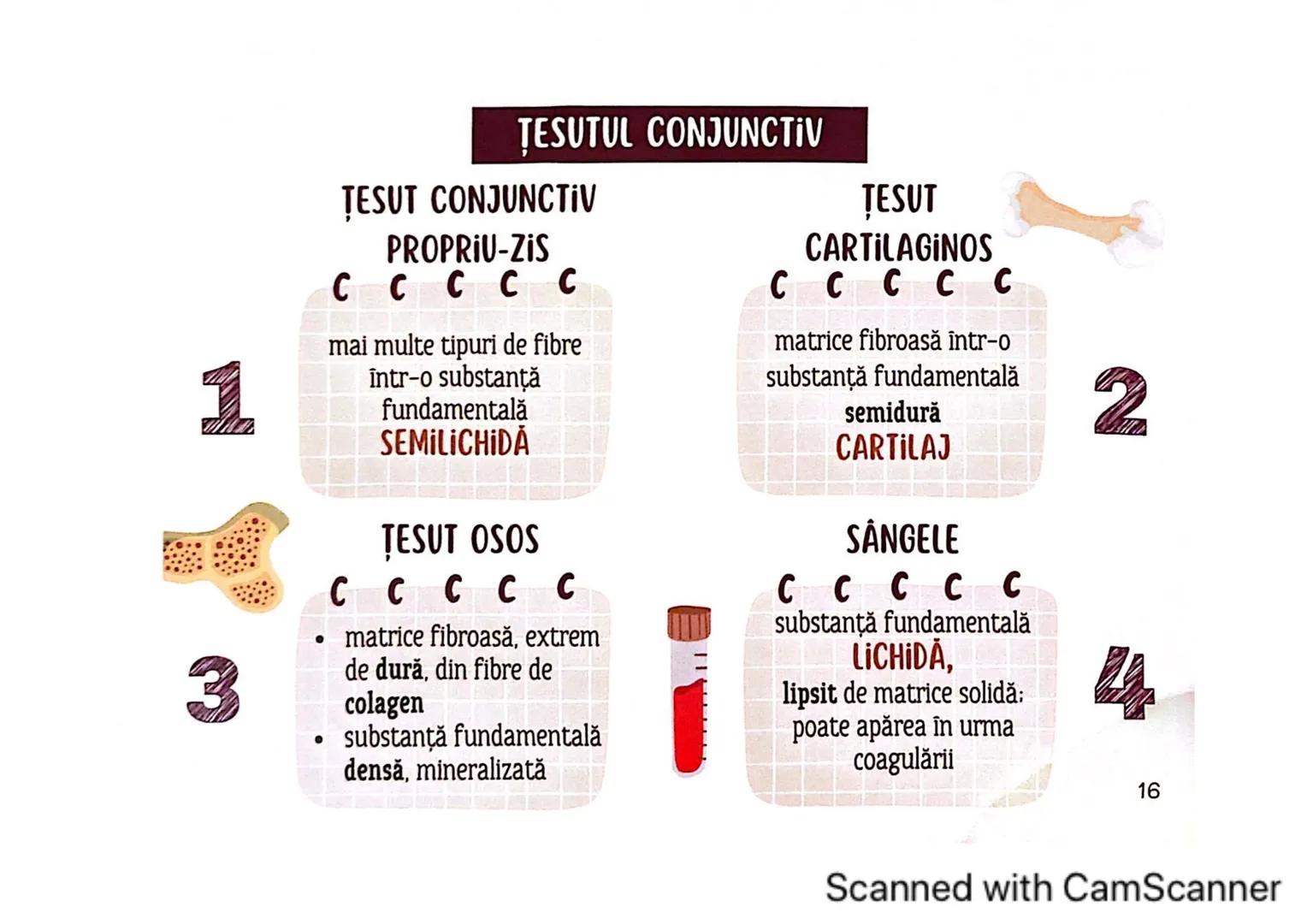 # MEDICINIST
# ȚESUTURILE
Scanned with CamScanner --- OCR Start ---
ȚESUTUL EPITELIAL
• acoperă suprafața corpului
căptușește cavități
une