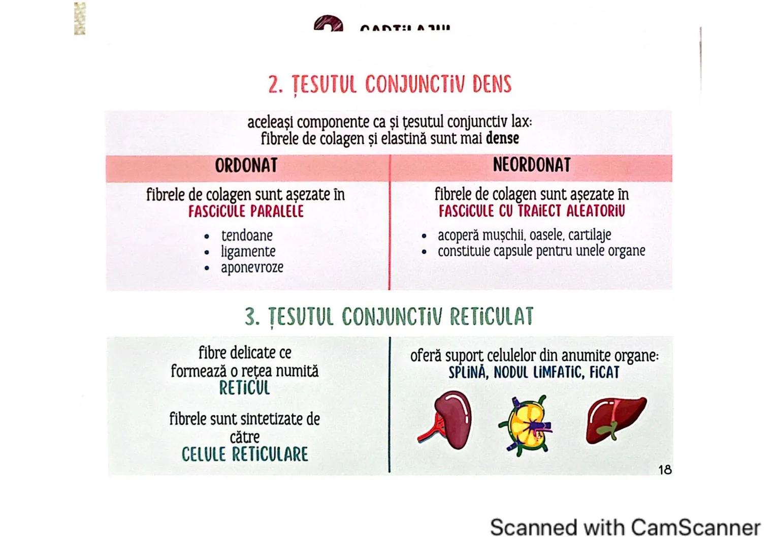 # MEDICINIST
# ȚESUTURILE
Scanned with CamScanner --- OCR Start ---
ȚESUTUL EPITELIAL
• acoperă suprafața corpului
căptușește cavități
une