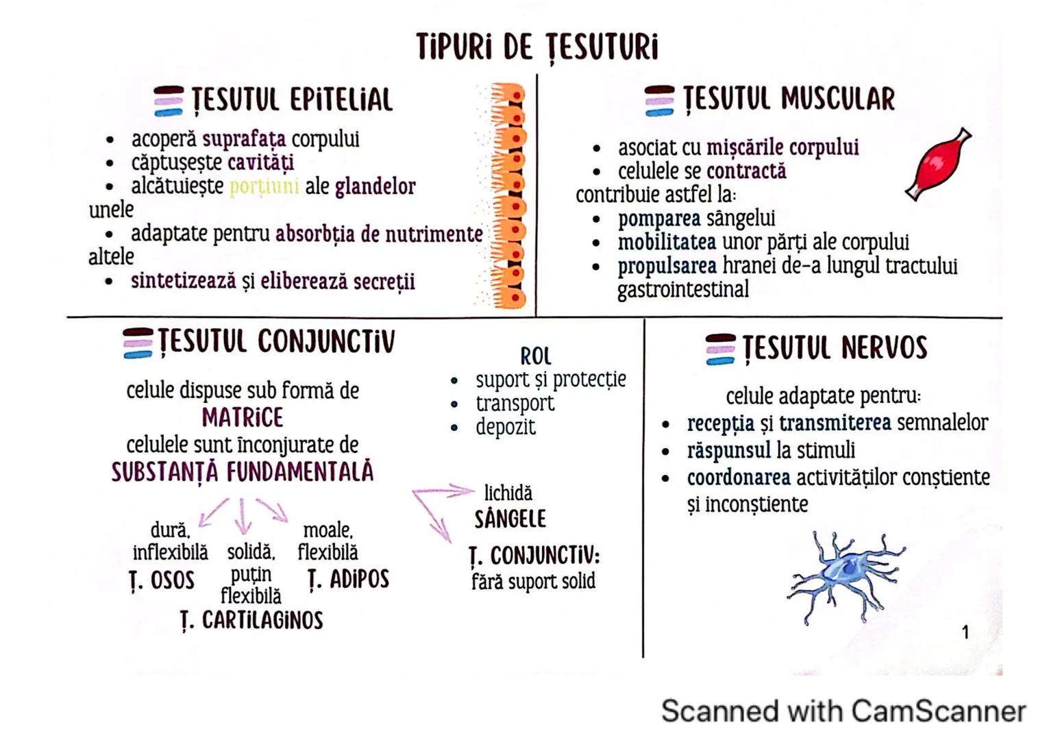 # MEDICINIST
# ȚESUTURILE
Scanned with CamScanner --- OCR Start ---
ȚESUTUL EPITELIAL
• acoperă suprafața corpului
căptușește cavități
une