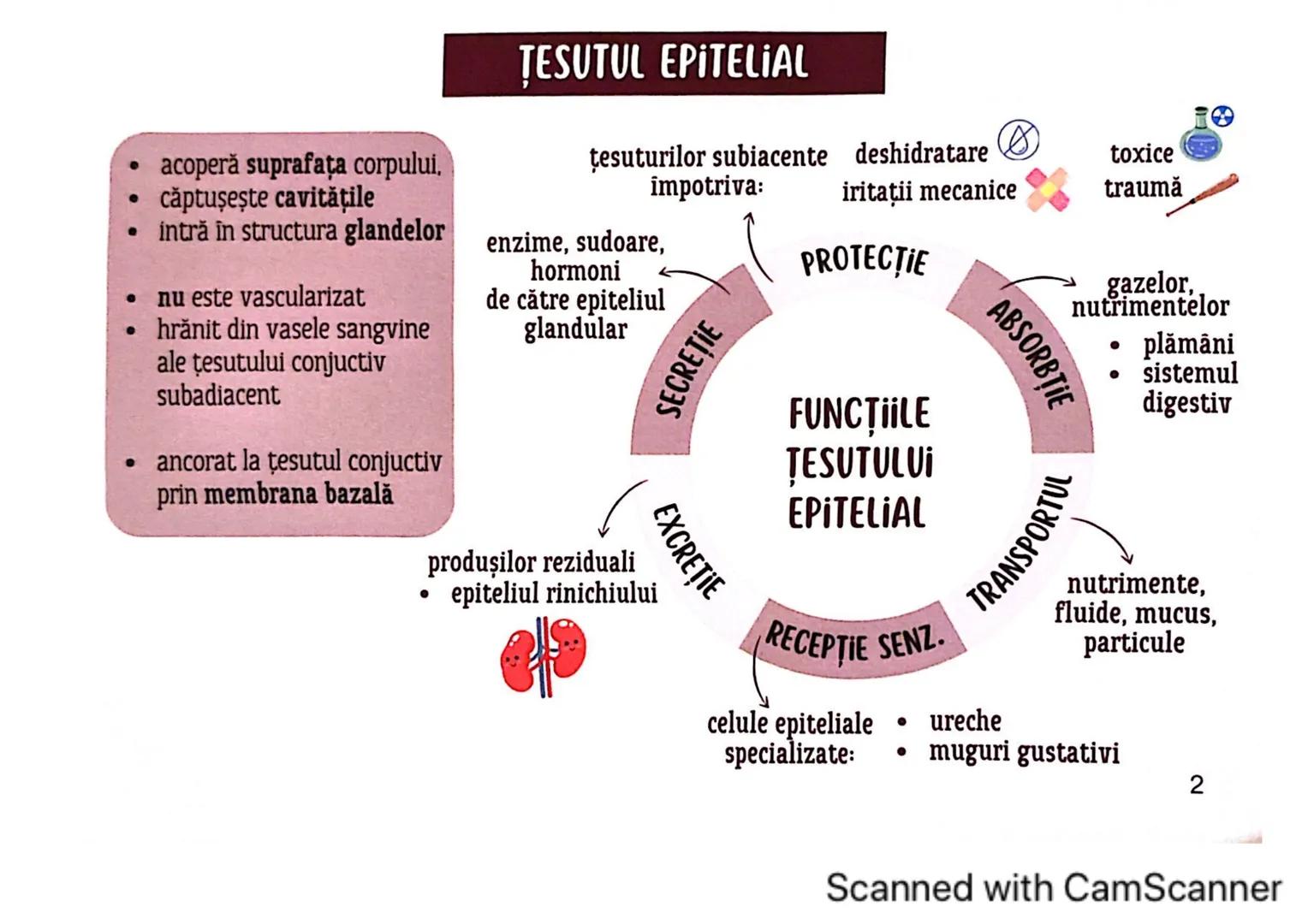 # MEDICINIST
# ȚESUTURILE
Scanned with CamScanner --- OCR Start ---
ȚESUTUL EPITELIAL
• acoperă suprafața corpului
căptușește cavități
une