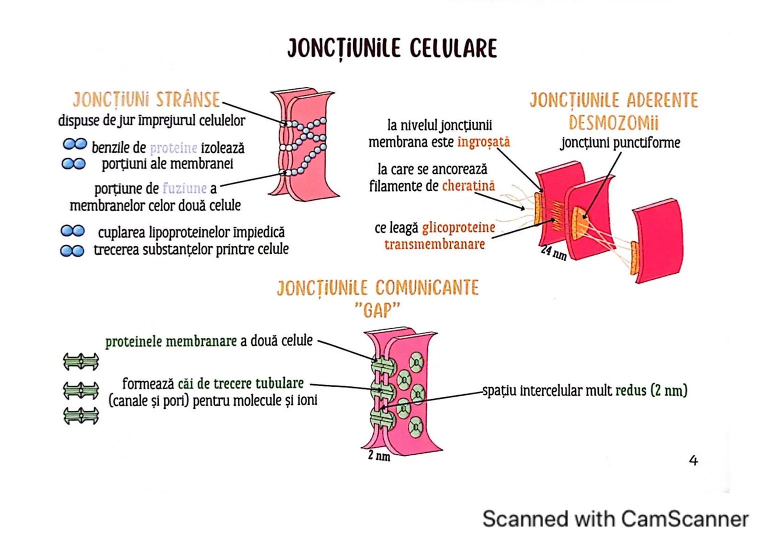 # MEDICINIST
# ȚESUTURILE
Scanned with CamScanner --- OCR Start ---
ȚESUTUL EPITELIAL
• acoperă suprafața corpului
căptușește cavități
une