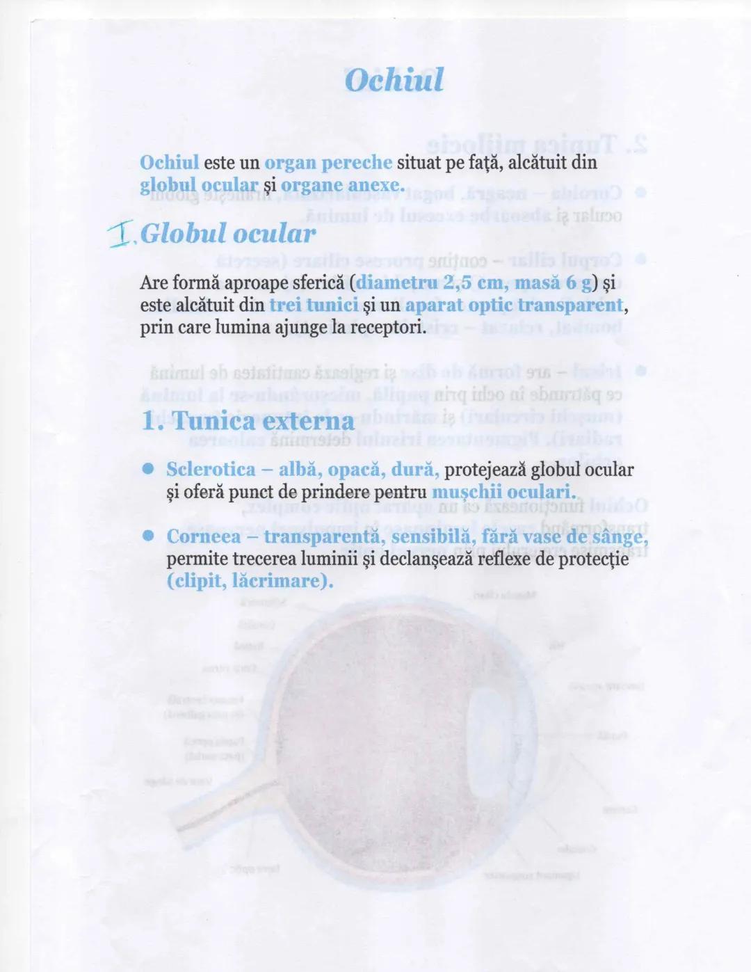 Ochiul - anatomie și structură