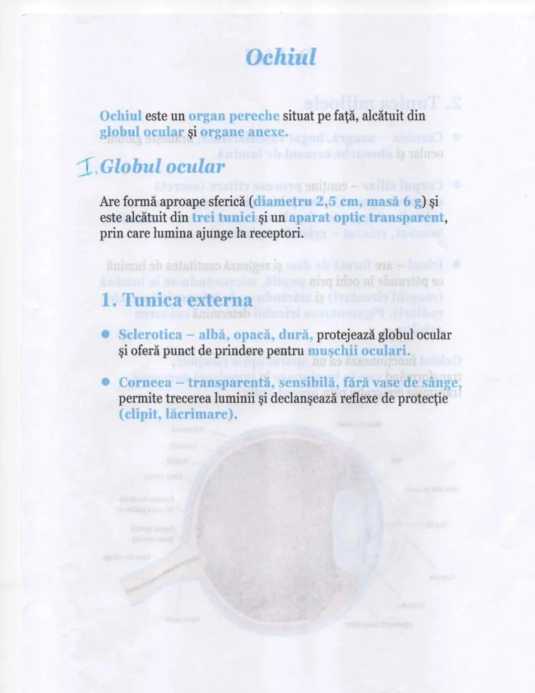 # Ochiul
Ochiul este un organ pereche situat pe față, alcătuit din
globul ocular şi organe anexe.
1. Globul ocular
Are formă aproape sferic