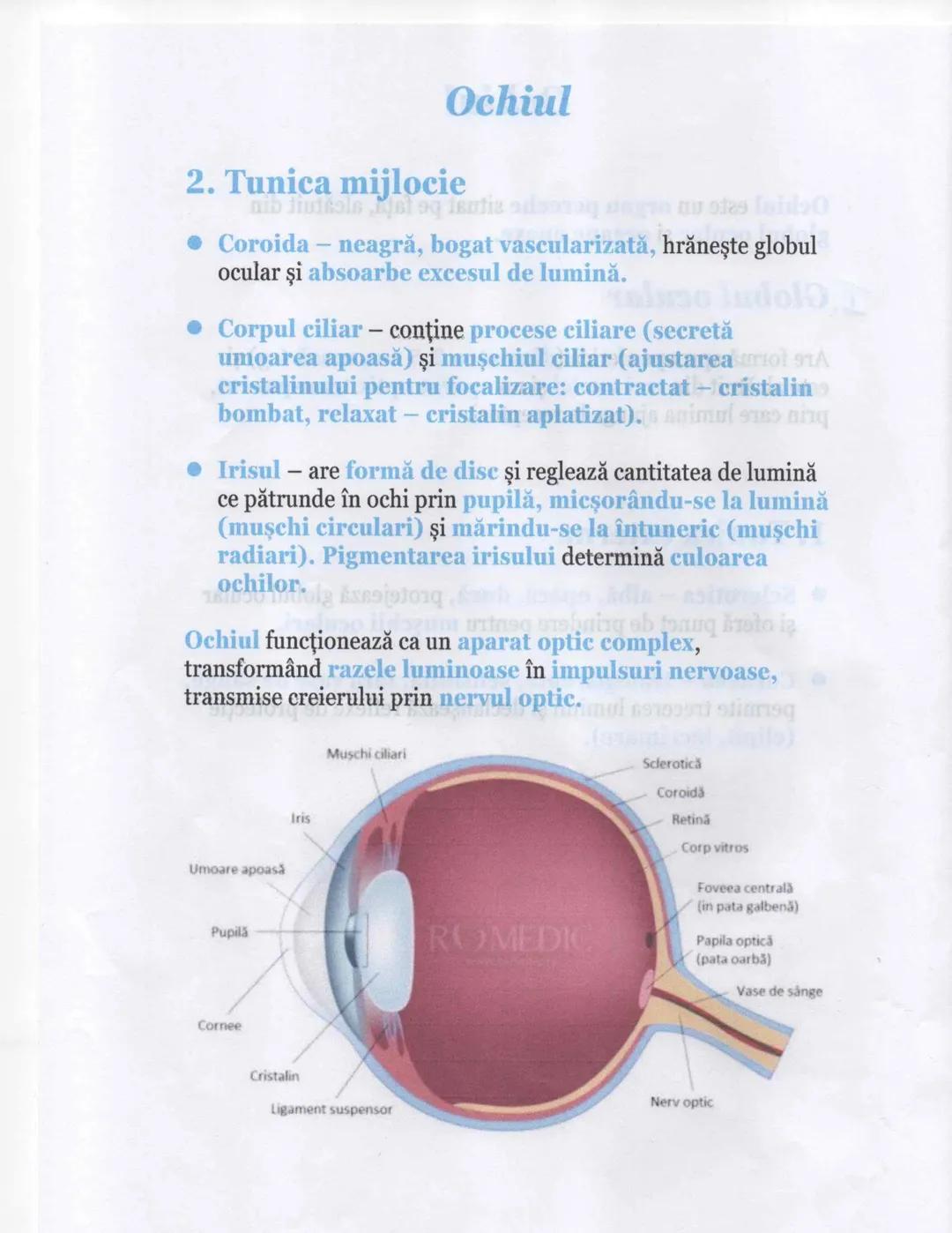 # Ochiul
Ochiul este un organ pereche situat pe față, alcătuit din
globul ocular şi organe anexe.
1. Globul ocular
Are formă aproape sferic