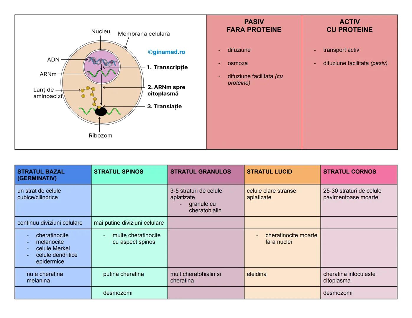 EPITELII
|                    | simplu   | simplu cubic | simplu cilindric | pseudostratificat cilindric | stratificat pavimentos | stratif