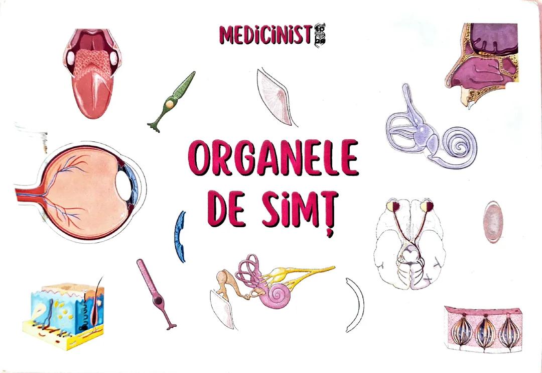 Organe de simț flashcarduri