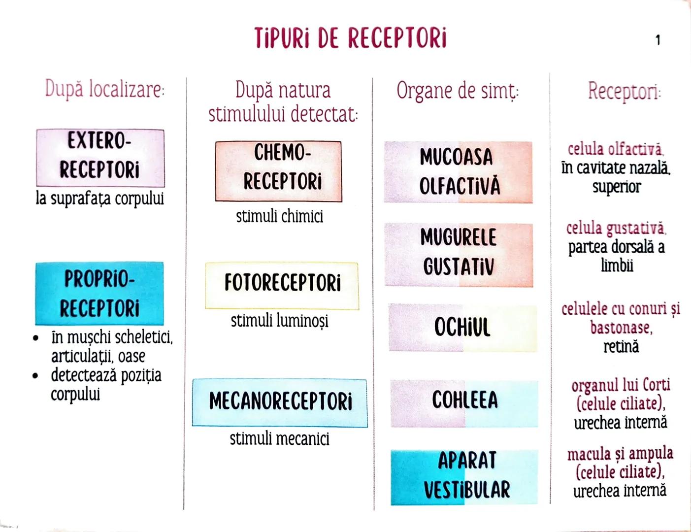 # MEDICINIST
# ORGANELE
DE SIMȚ --- OCR Start ---
TIPURI DE RECEPTORİ
1
După localizare:
EXTERO- RECEPTORI
la suprafața corpului PROPRIO- R