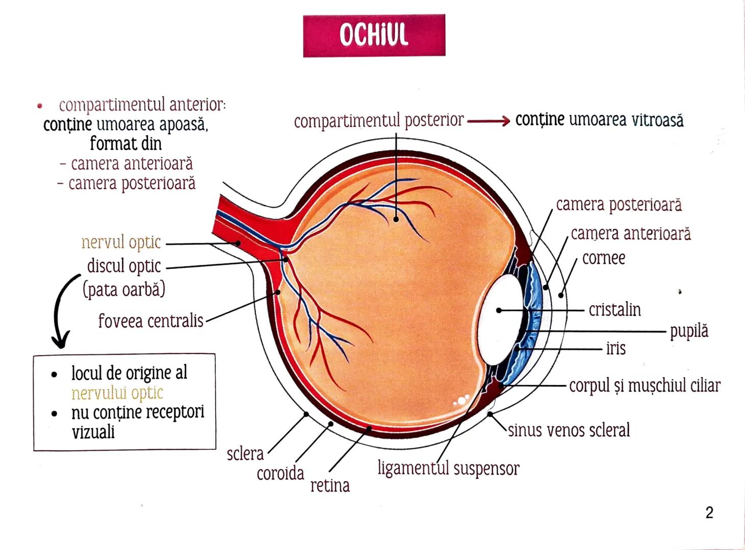 # MEDICINIST
# ORGANELE
DE SIMȚ --- OCR Start ---
TIPURI DE RECEPTORİ
1
După localizare:
EXTERO- RECEPTORI
la suprafața corpului PROPRIO- R