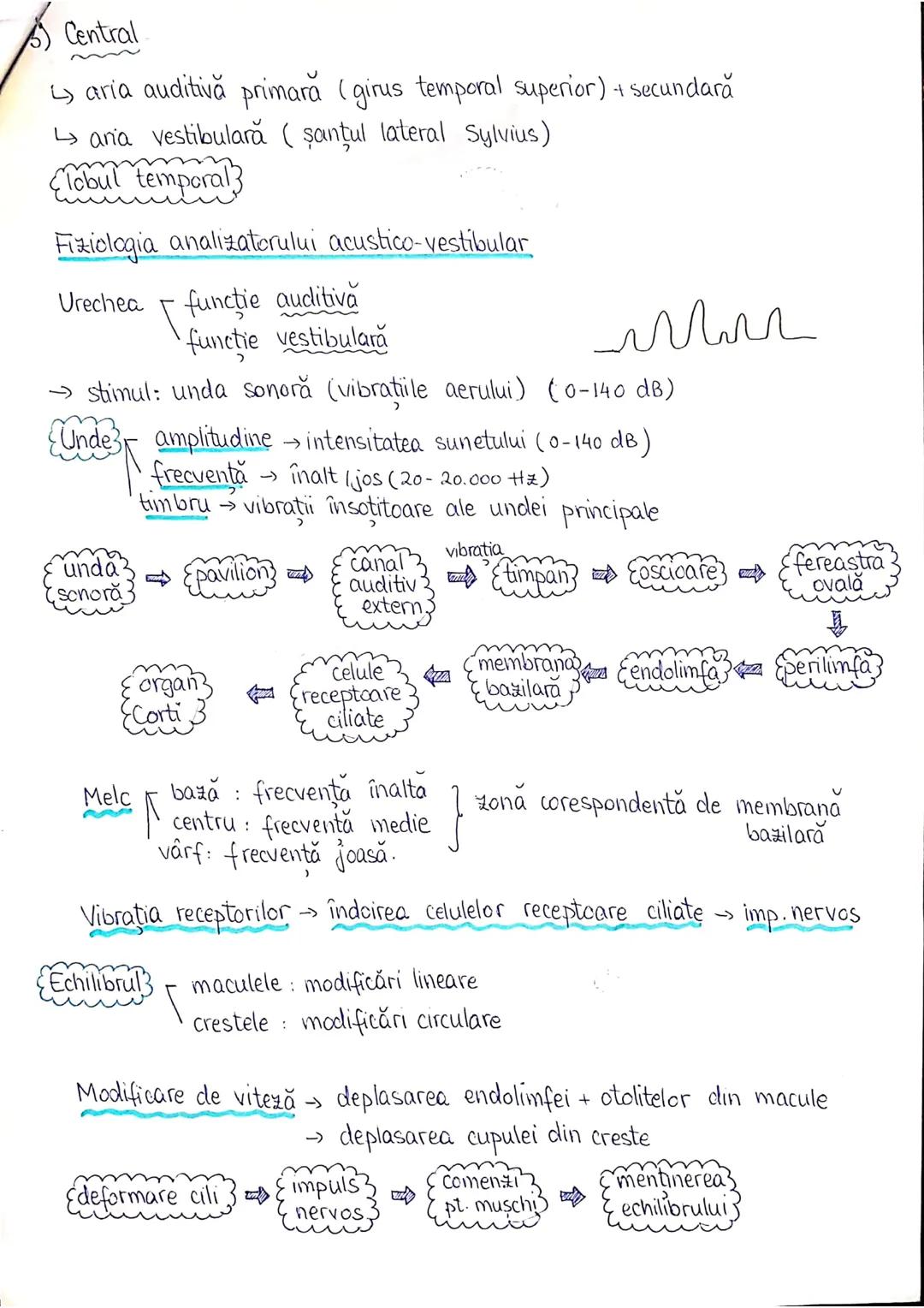 --- OCR Start ---
PLANURI SI RAPORTURI ANATOMICE
TOPOGRAFIA ORGANELORN
Axele corpului omenesc.
Superior (cranial)
posterior(dorsal)
ax longi