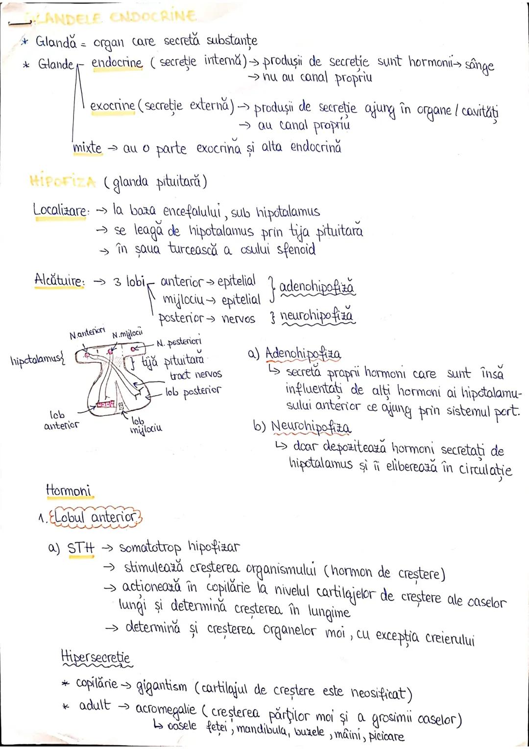 --- OCR Start ---
PLANURI SI RAPORTURI ANATOMICE
TOPOGRAFIA ORGANELORN
Axele corpului omenesc.
Superior (cranial)
posterior(dorsal)
ax longi