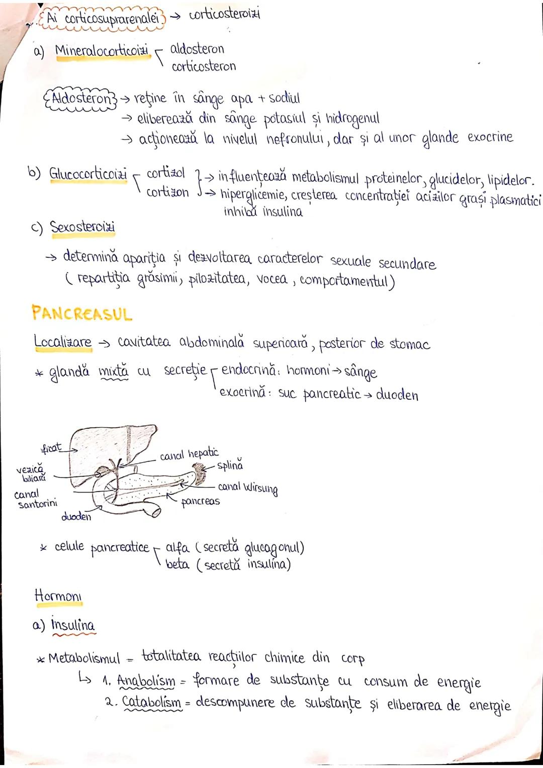 --- OCR Start ---
PLANURI SI RAPORTURI ANATOMICE
TOPOGRAFIA ORGANELORN
Axele corpului omenesc.
Superior (cranial)
posterior(dorsal)
ax longi