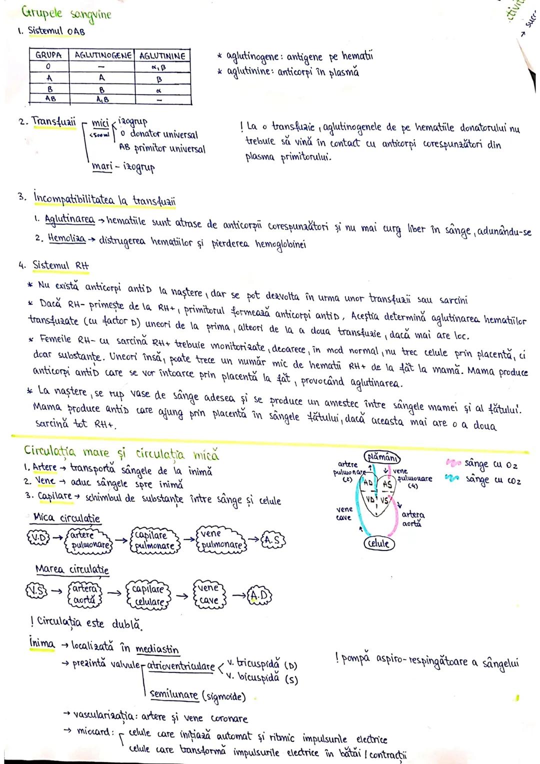 --- OCR Start ---
PLANURI SI RAPORTURI ANATOMICE
TOPOGRAFIA ORGANELORN
Axele corpului omenesc.
Superior (cranial)
posterior(dorsal)
ax longi