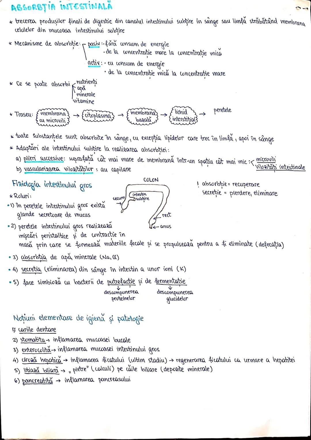--- OCR Start ---
PLANURI SI RAPORTURI ANATOMICE
TOPOGRAFIA ORGANELORN
Axele corpului omenesc.
Superior (cranial)
posterior(dorsal)
ax longi