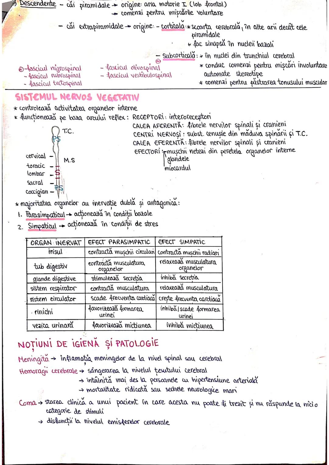 --- OCR Start ---
PLANURI SI RAPORTURI ANATOMICE
TOPOGRAFIA ORGANELORN
Axele corpului omenesc.
Superior (cranial)
posterior(dorsal)
ax longi