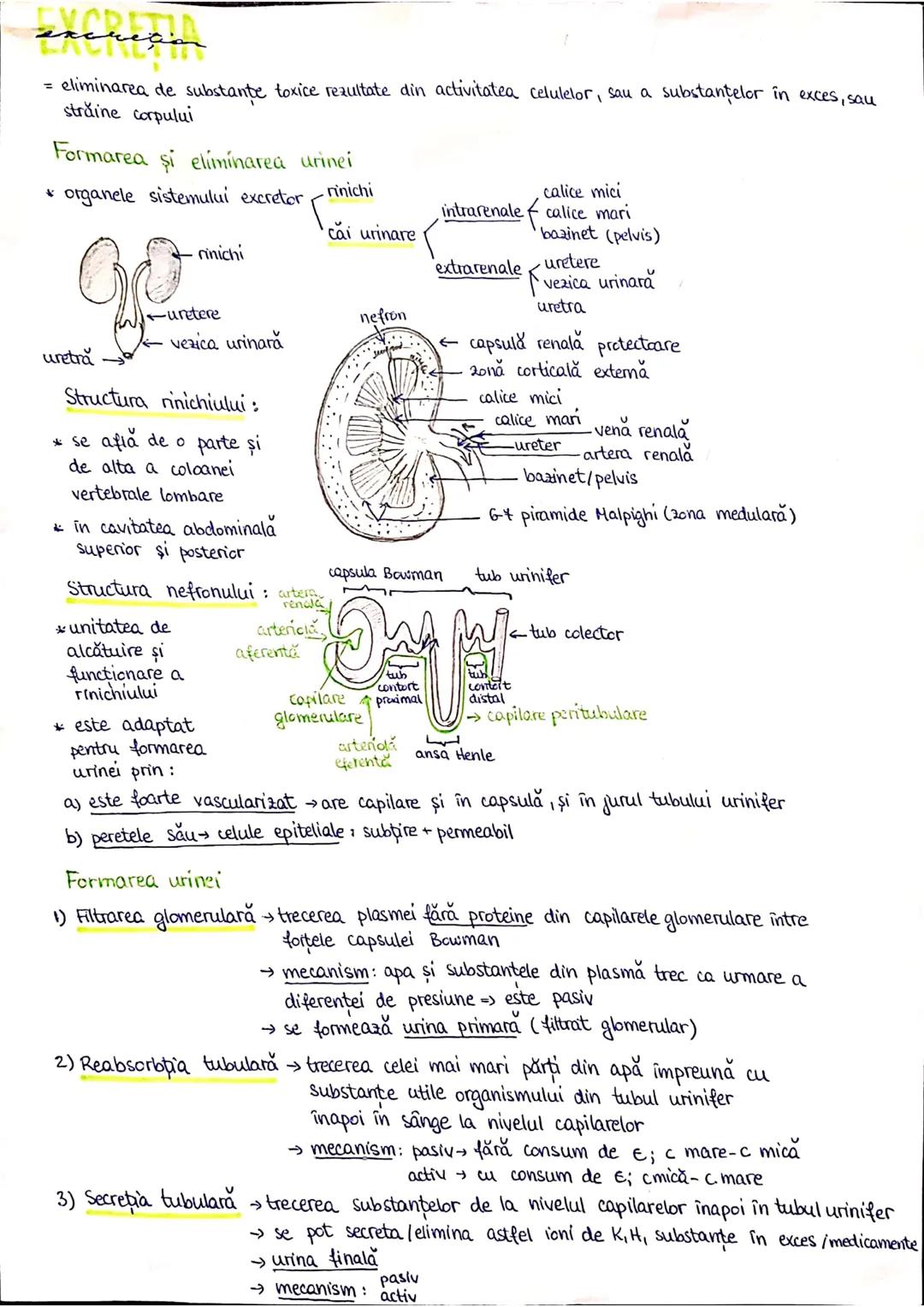 --- OCR Start ---
PLANURI SI RAPORTURI ANATOMICE
TOPOGRAFIA ORGANELORN
Axele corpului omenesc.
Superior (cranial)
posterior(dorsal)
ax longi