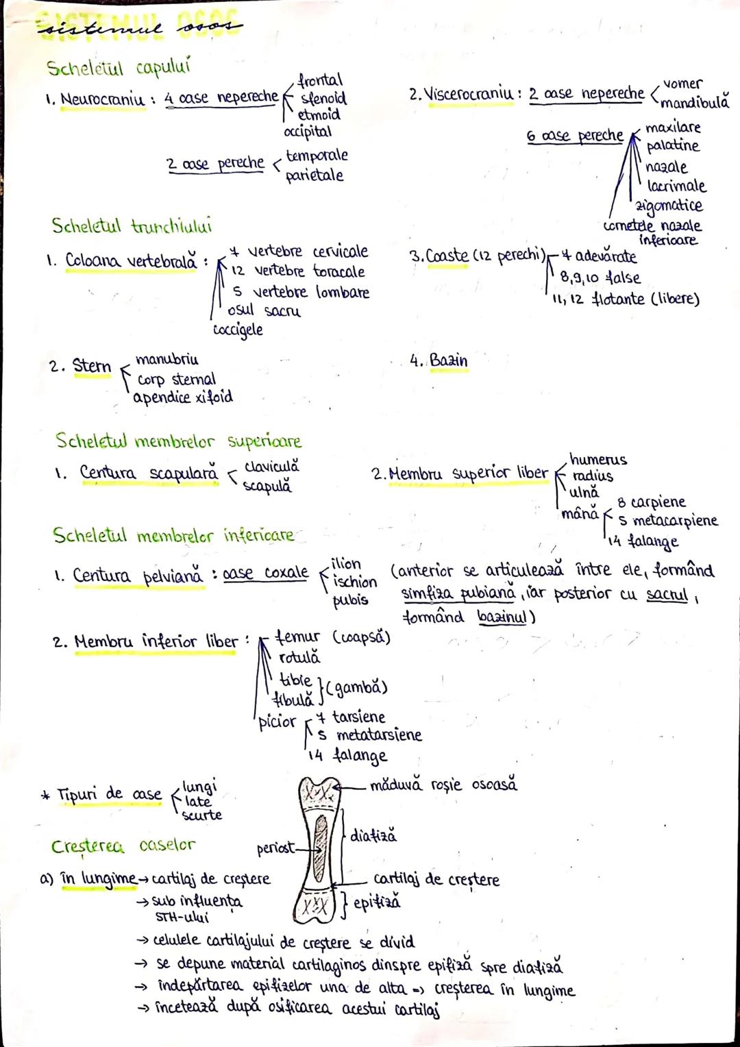 --- OCR Start ---
PLANURI SI RAPORTURI ANATOMICE
TOPOGRAFIA ORGANELORN
Axele corpului omenesc.
Superior (cranial)
posterior(dorsal)
ax longi