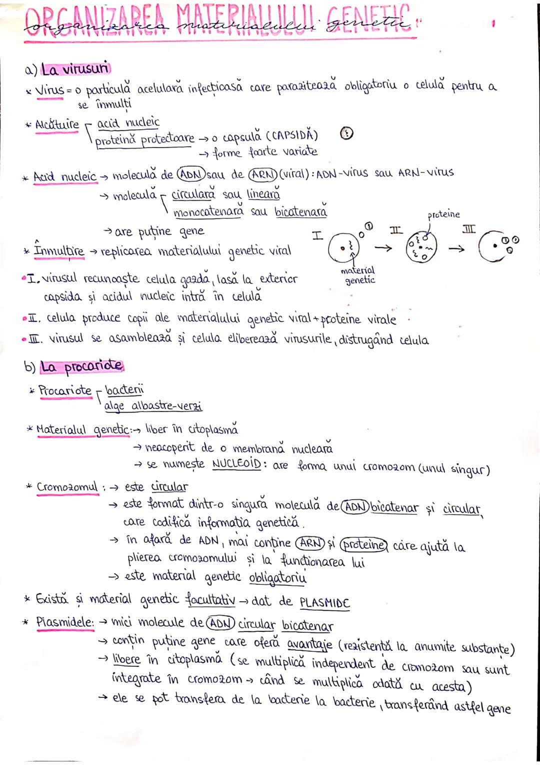 --- OCR Start ---
PLANURI SI RAPORTURI ANATOMICE
TOPOGRAFIA ORGANELORN
Axele corpului omenesc.
Superior (cranial)
posterior(dorsal)
ax longi