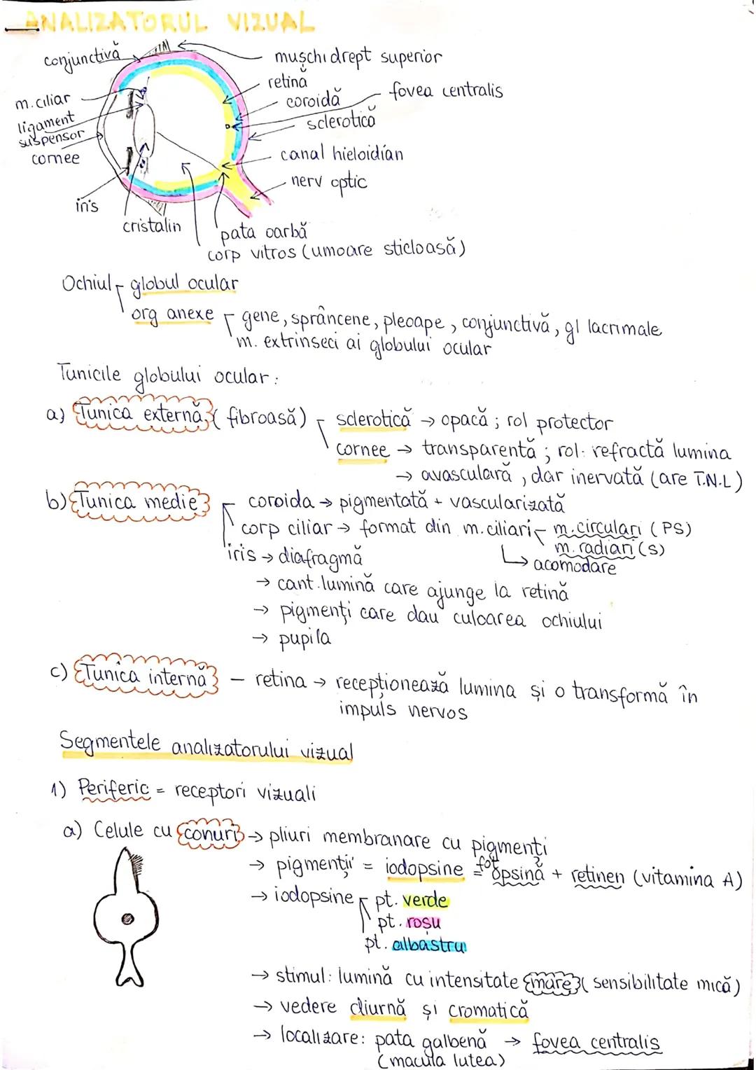--- OCR Start ---
PLANURI SI RAPORTURI ANATOMICE
TOPOGRAFIA ORGANELORN
Axele corpului omenesc.
Superior (cranial)
posterior(dorsal)
ax longi