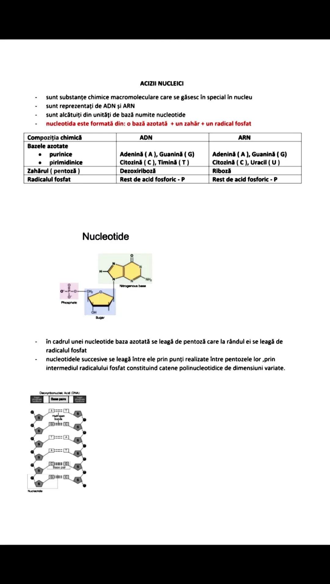 --- OCR Start ---
NUCLEUL
- este cel mai mare corpuscul din celulă
- este de forme şi dimensiuni diferite şi este central la majoritatea cel