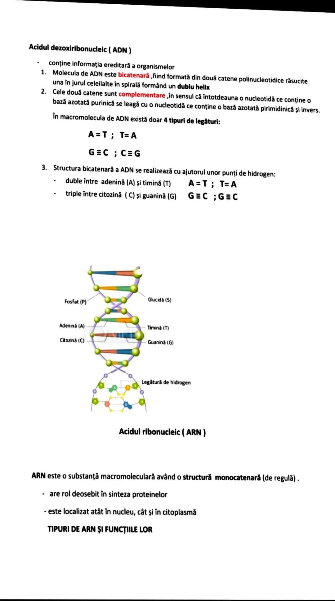 --- OCR Start ---
NUCLEUL
- este cel mai mare corpuscul din celulă
- este de forme şi dimensiuni diferite şi este central la majoritatea cel