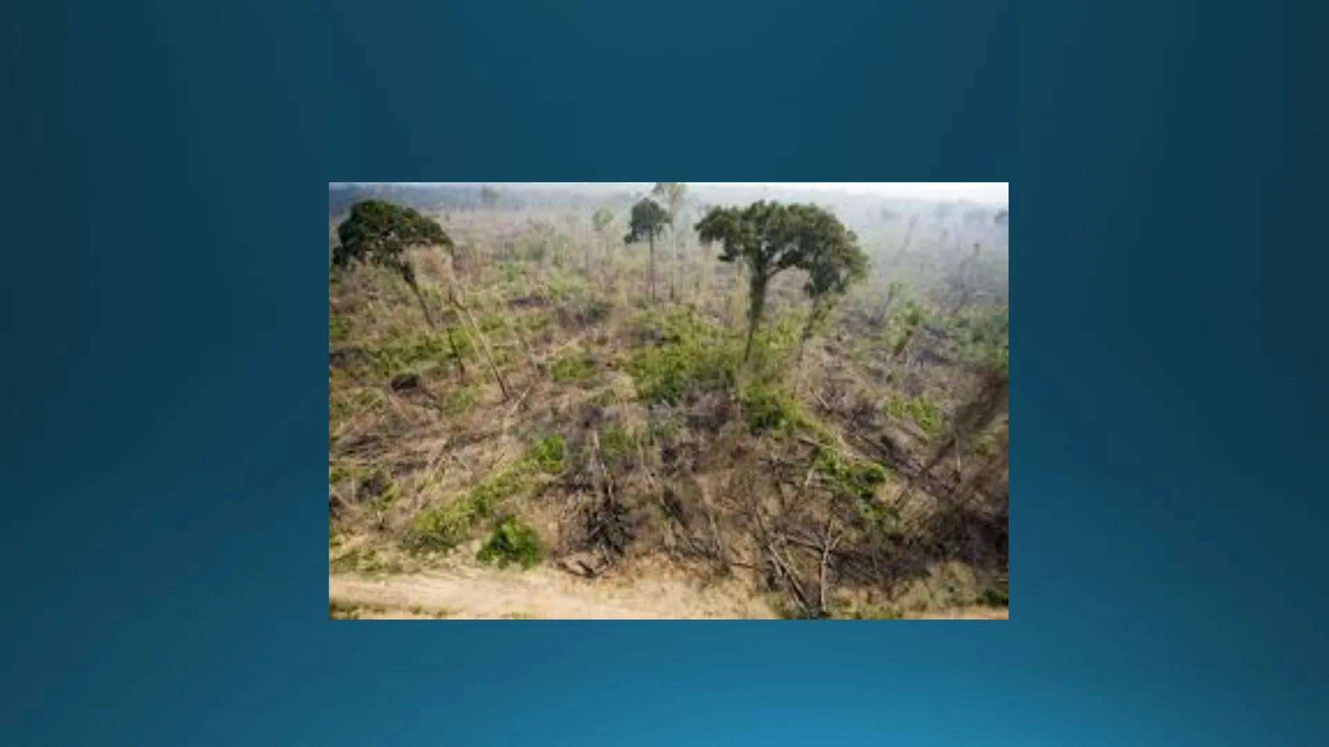 # Tipuri de medii # Mediile zonei calde
# 1. MEDIUL ECUATORIAL
Padurea ecuatoriala # Localizare
* Latitudinal, intre 5-5 grade latitudi