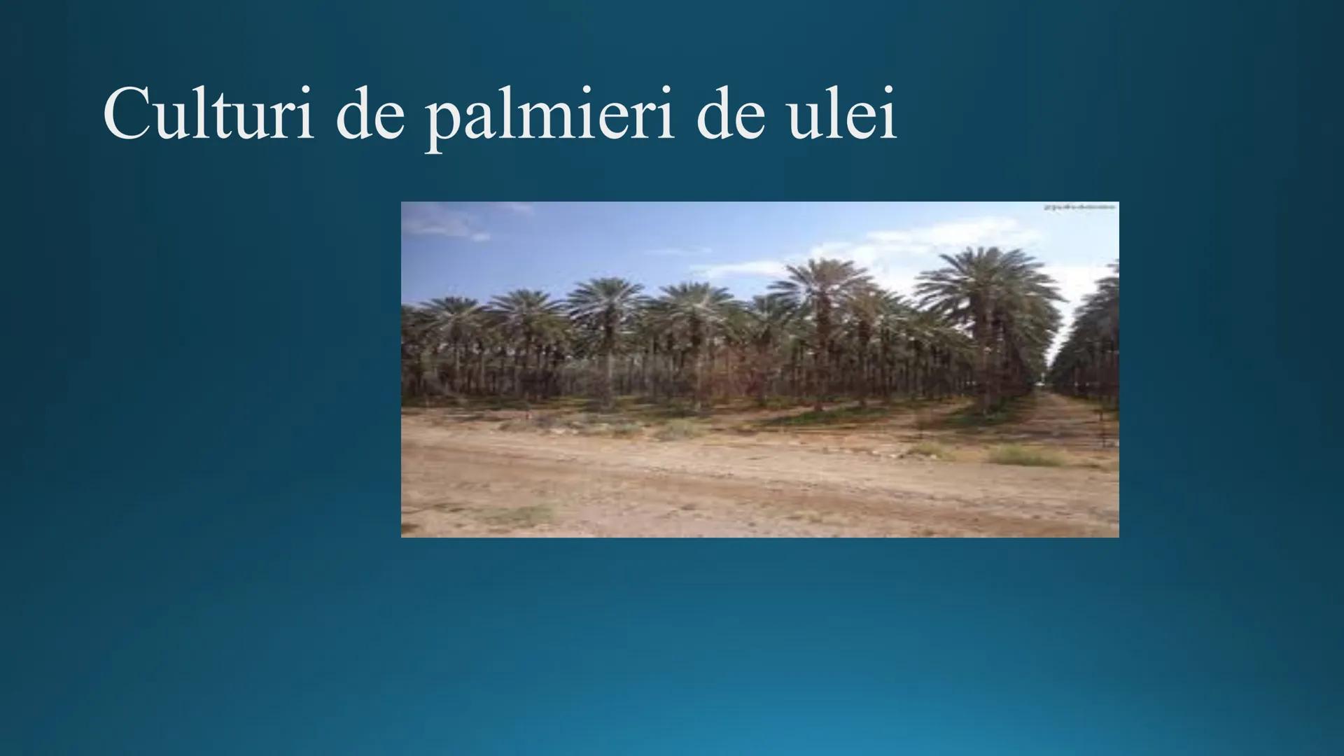 # Tipuri de medii # Mediile zonei calde
# 1. MEDIUL ECUATORIAL
Padurea ecuatoriala # Localizare
* Latitudinal, intre 5-5 grade latitudi
