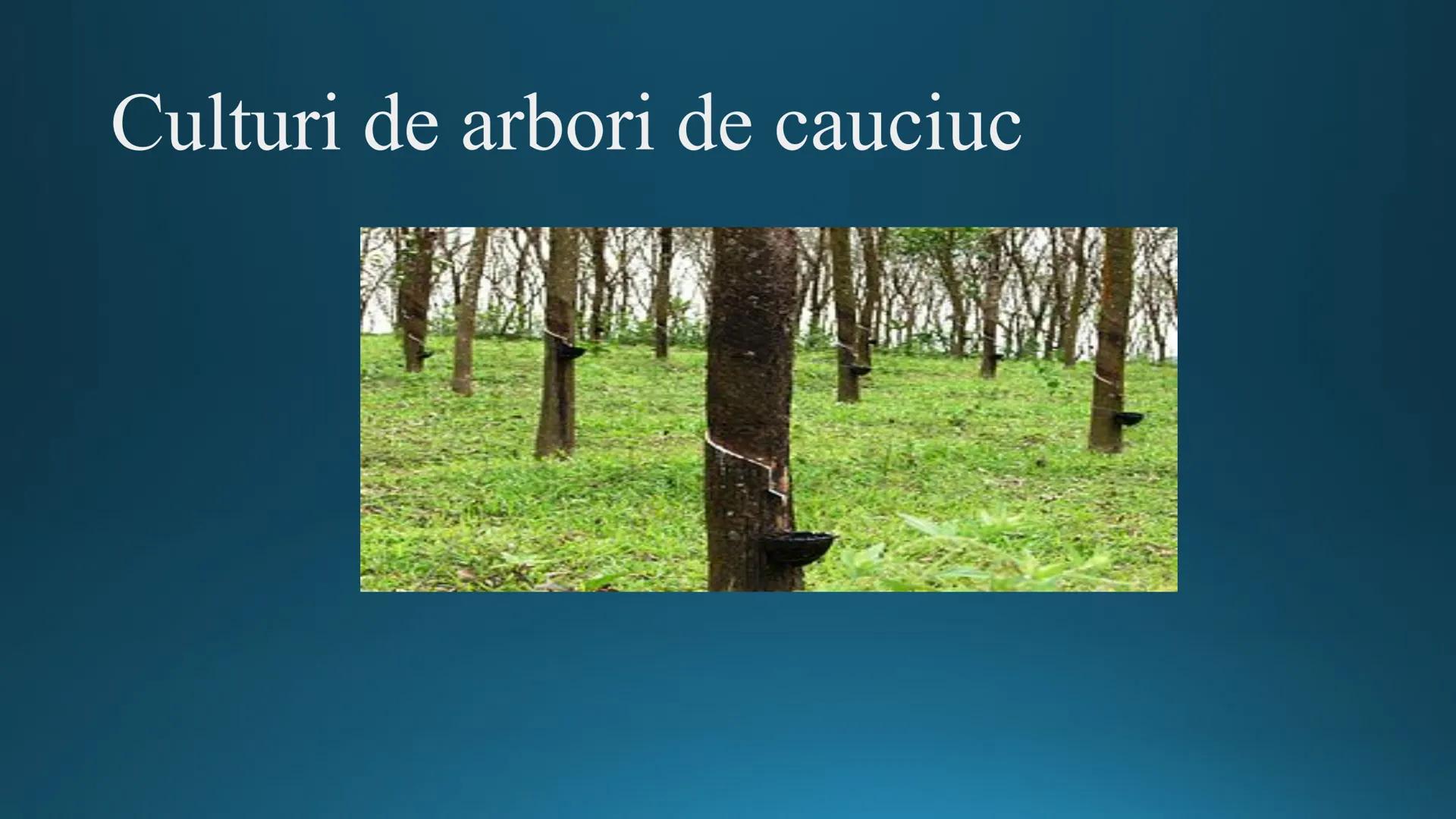 # Tipuri de medii # Mediile zonei calde
# 1. MEDIUL ECUATORIAL
Padurea ecuatoriala # Localizare
* Latitudinal, intre 5-5 grade latitudi