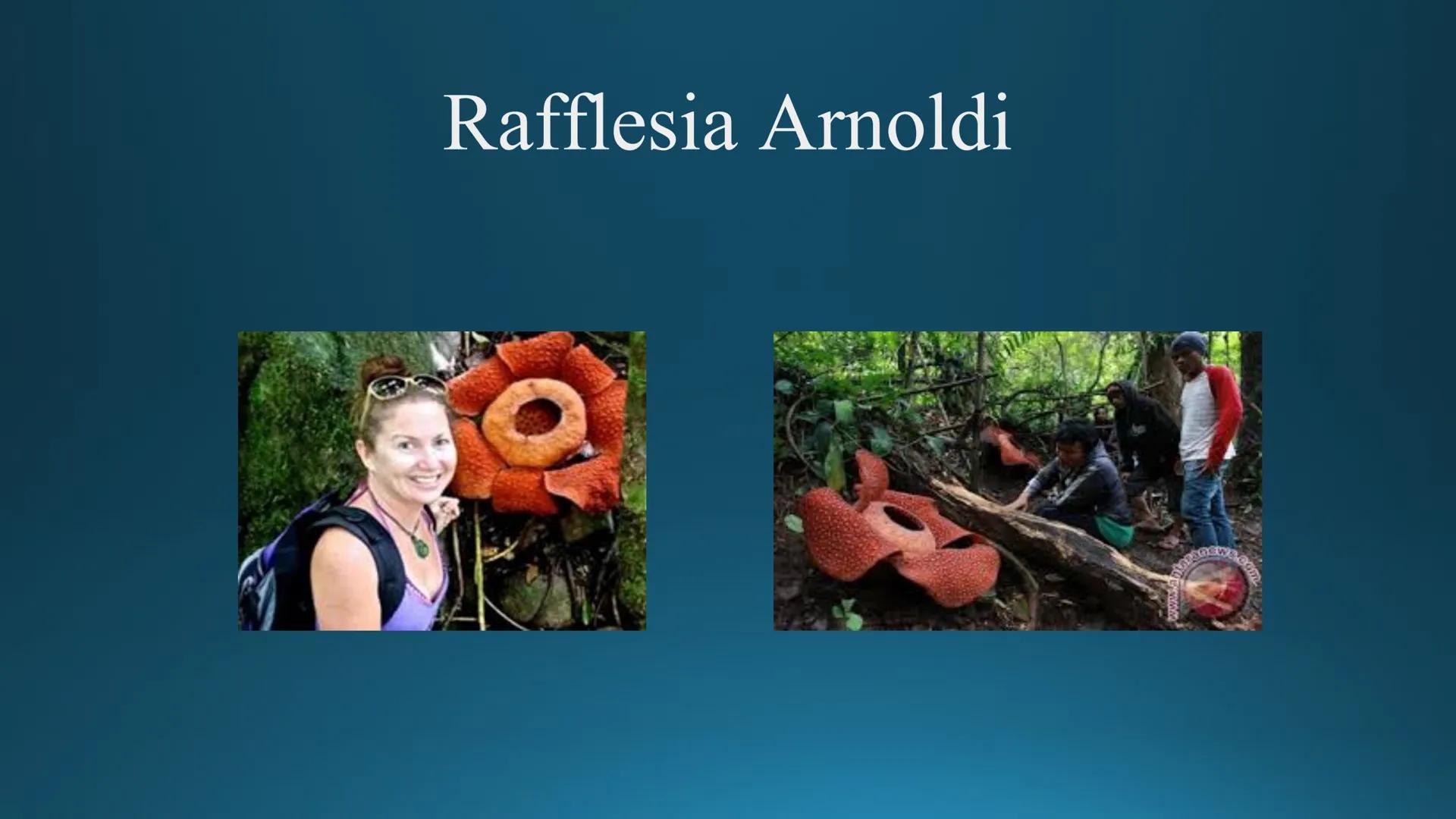 # Tipuri de medii # Mediile zonei calde
# 1. MEDIUL ECUATORIAL
Padurea ecuatoriala # Localizare
* Latitudinal, intre 5-5 grade latitudi